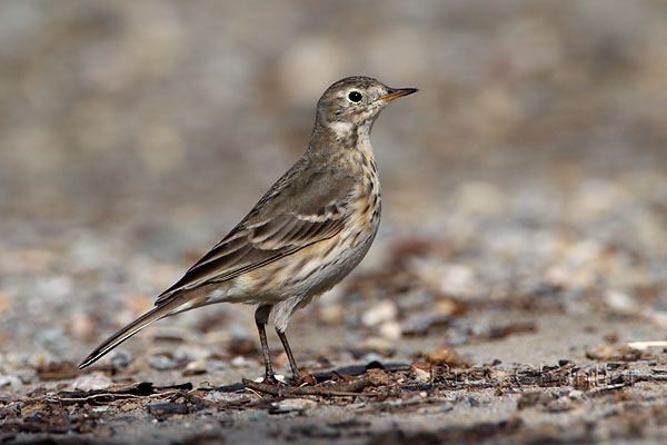 American Pipit © Russ Chantler